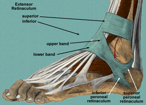 foot-retinaculum