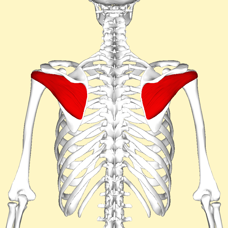 Infraspinatus_muscle_back2