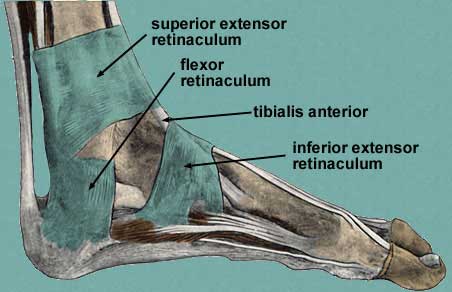 medialretinaculaefoot